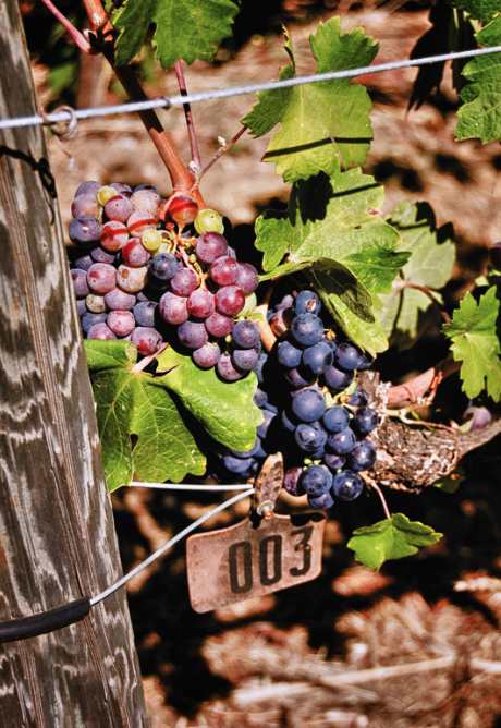 Napa Valley